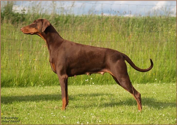 Dobermann Serbian Star V Masterhof - Juni 2010 1 år billede 9