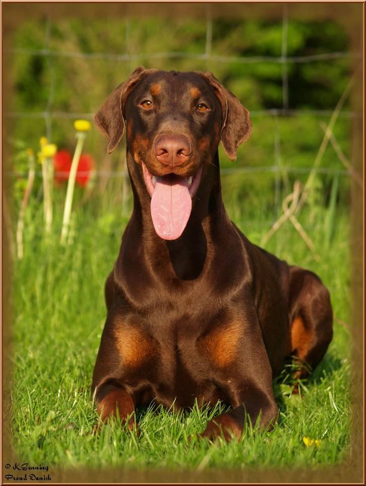 Dobermann Serbian Star V Masterhof - Maj 2010 1 år billede 10