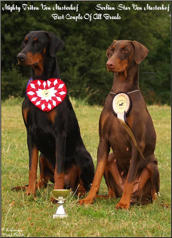 Dobermann Serbian Star V Masterhof - Mighty Master Von Masterhof & Serbian Star Von Masterhof   billede 11