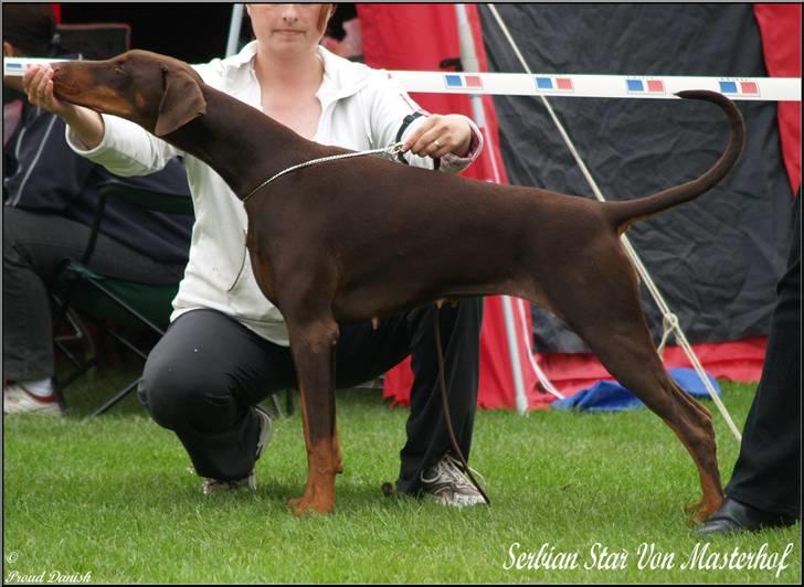 Dobermann Serbian Star V Masterhof - Sandved 2010 billede 12