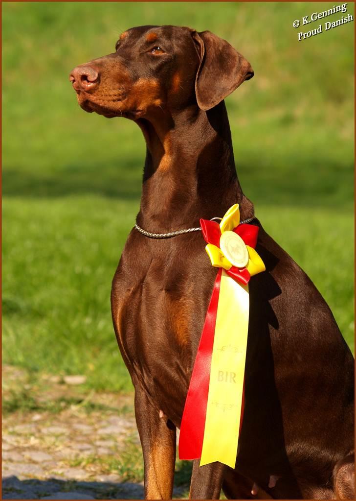 Dobermann Serbian Star V Masterhof - 23-04-2011 BIR billede 13
