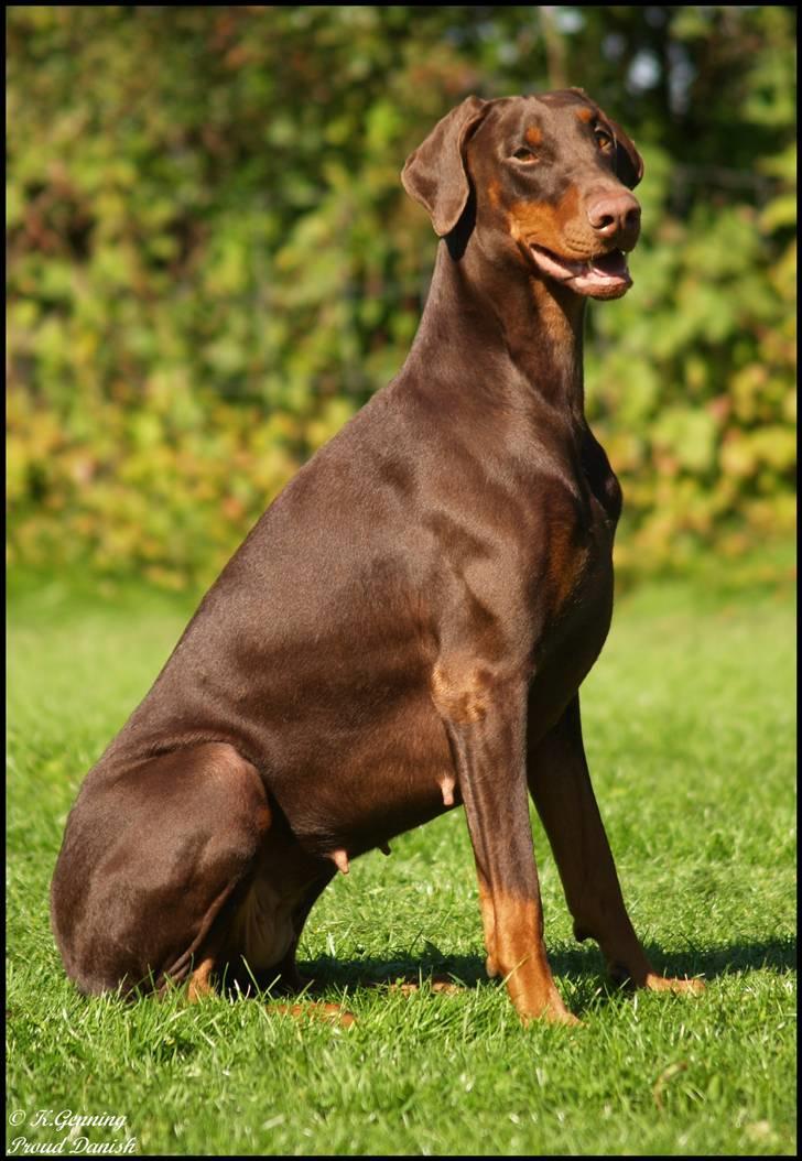 Dobermann Serbian Star V Masterhof billede 14