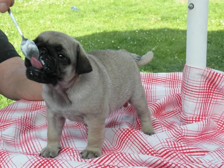 Mops Karlos - mmm, hvor smag det godt billede 4