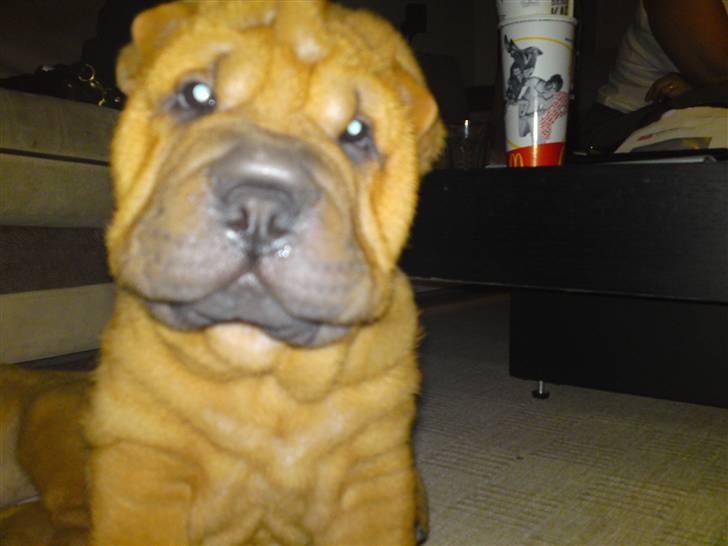 Shar pei MultiCH China Dream Bailey - Hey har du fået lov til at fotografere mig billede 9