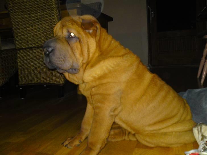 Shar pei MultiCH China Dream Bailey - jeg kan også sitte, godbid tak. billede 10