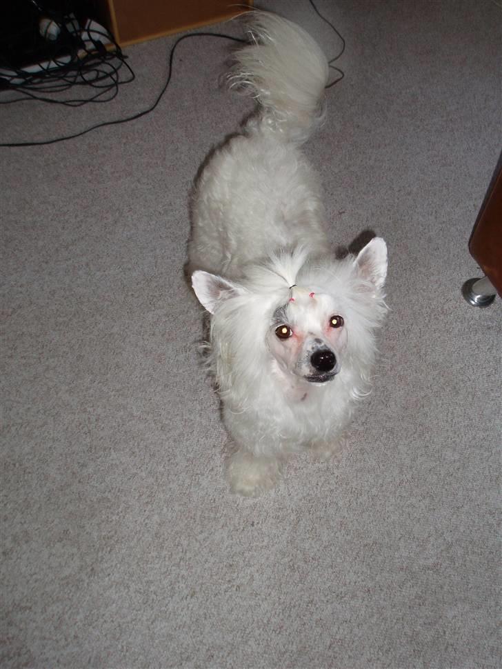 Chinese crested powder puff Inya dreams C'est La Vie billede 8