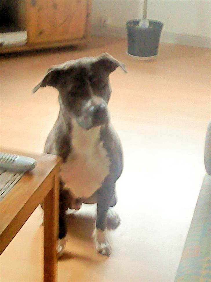 Amerikansk staffordshire terrier Milo billede 1