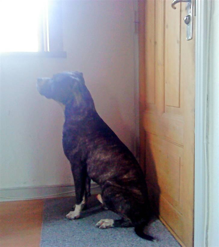 Amerikansk staffordshire terrier Milo billede 2