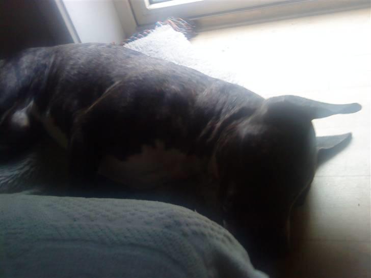 Amerikansk staffordshire terrier Milo billede 3