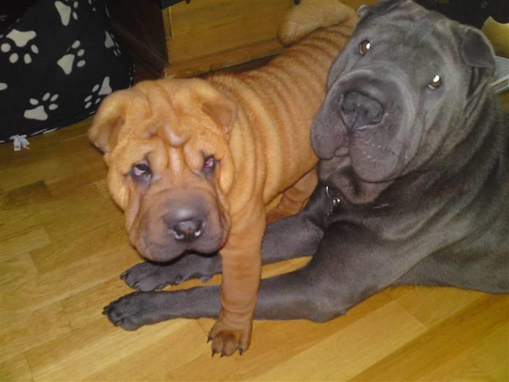 Shar pei MultiCH China Dream Bailey - Mig og Lupus. billede 11