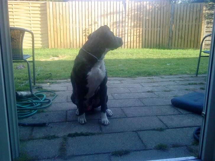 Amerikansk staffordshire terrier Milo billede 4