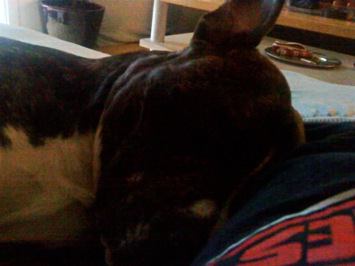 Amerikansk staffordshire terrier Milo billede 5