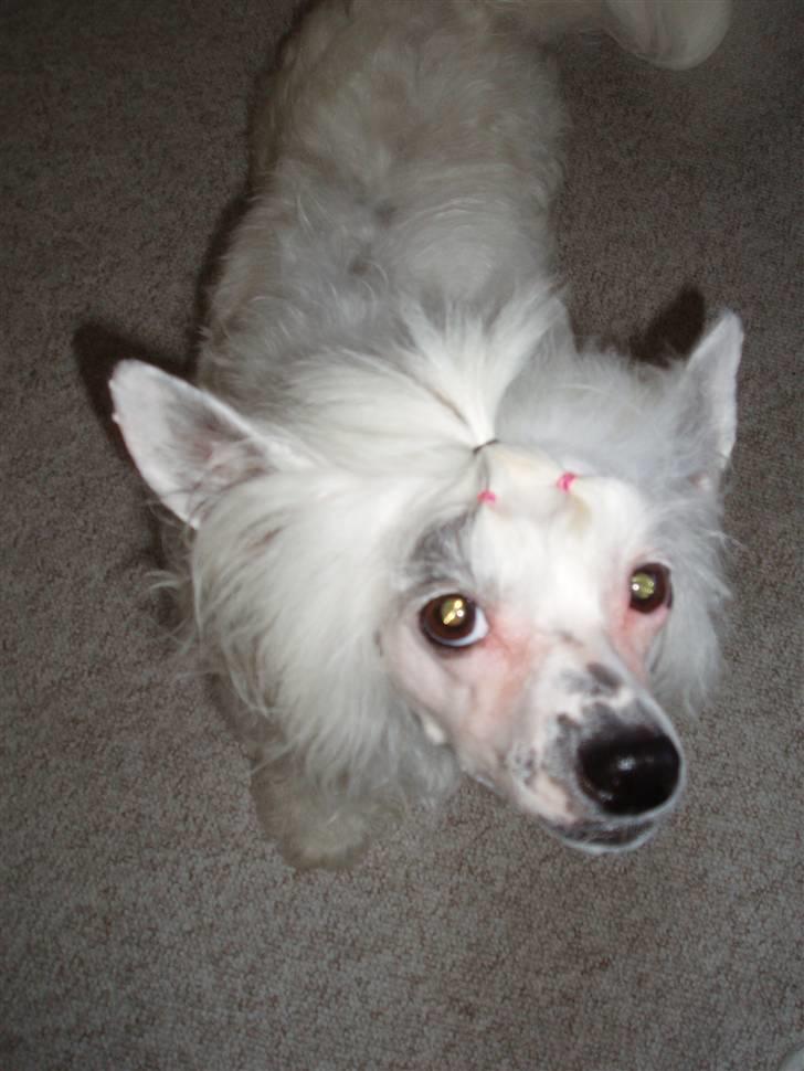 Chinese crested powder puff Inya dreams C'est La Vie billede 10