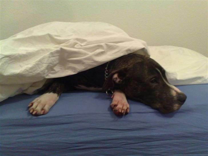 Amerikansk staffordshire terrier Milo billede 6