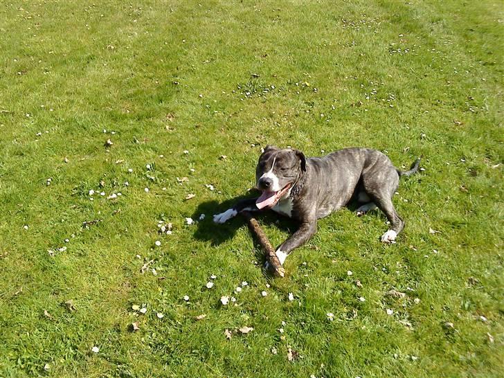 Amerikansk staffordshire terrier Milo billede 7