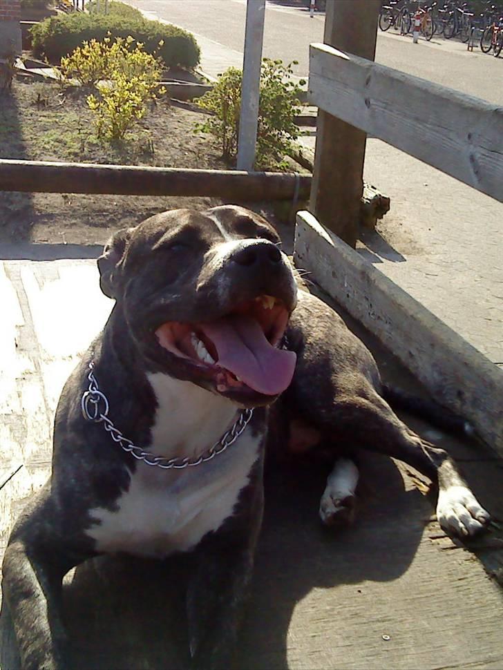 Amerikansk staffordshire terrier Milo billede 8