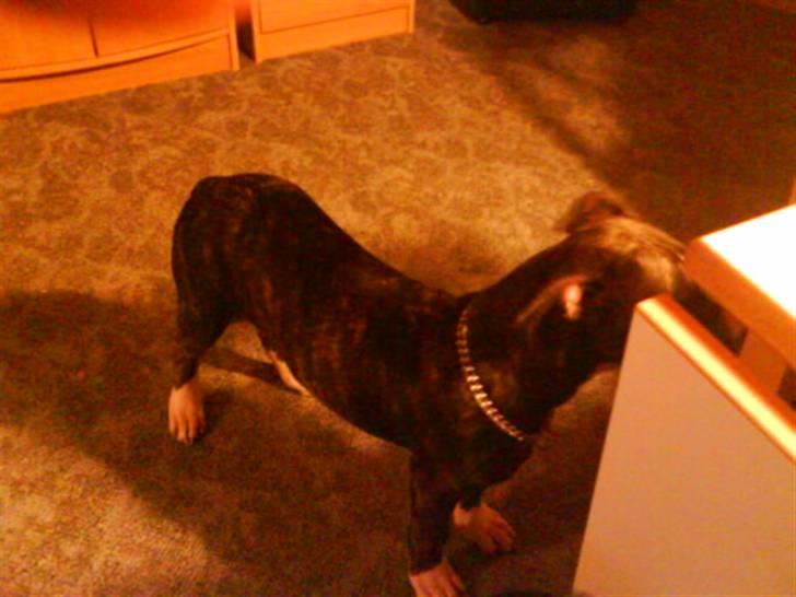 Amerikansk staffordshire terrier Milo - da han var lille ca 3 mdr. billede 9