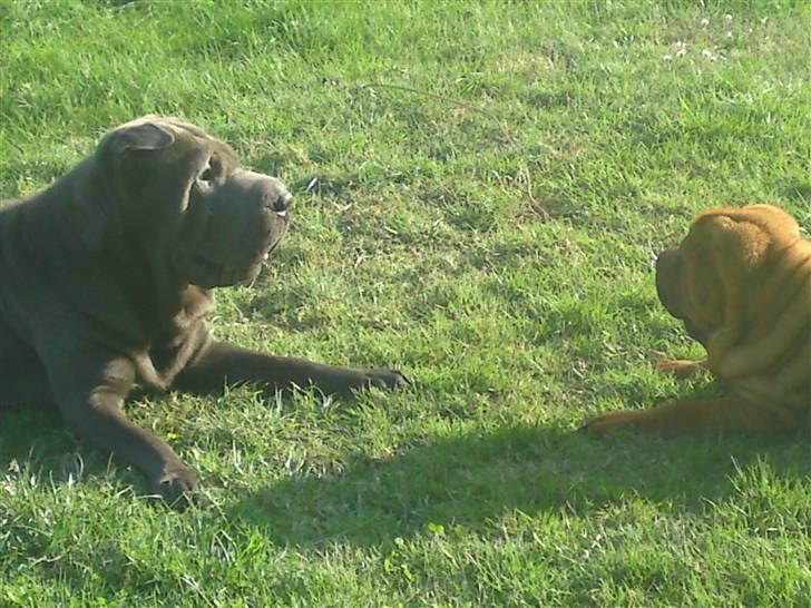 Shar pei MultiCH China Dream Bailey - Skal vi lege billede 13