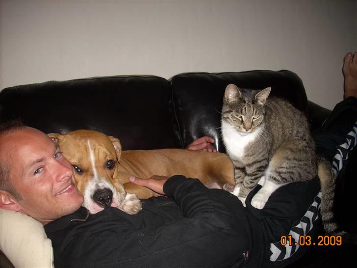 Amerikansk bulldog Bella billede 18