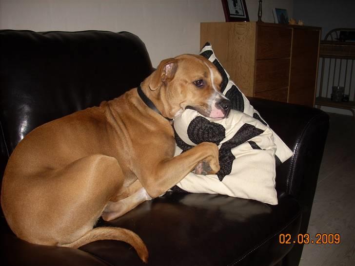 Amerikansk bulldog Bella billede 19