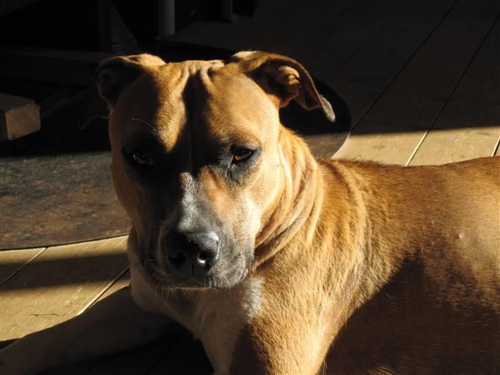 Amerikansk staffordshire terrier ~*~*~*~ Angie ~*~*~*~ billede 15