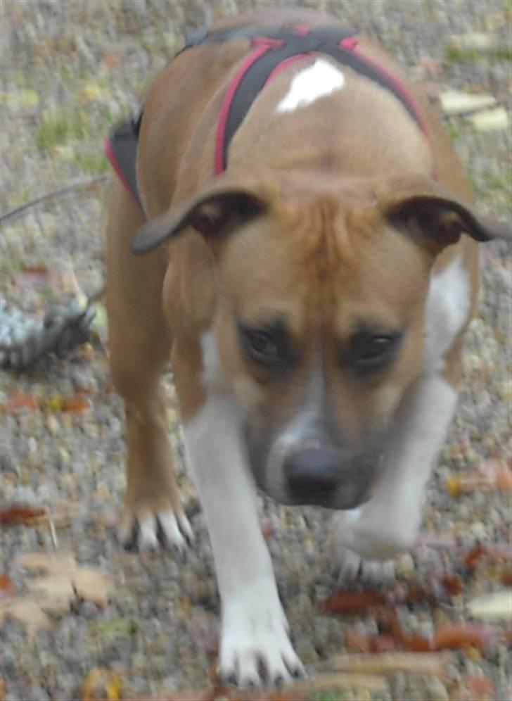 Amerikansk staffordshire terrier ~*~*~*~ Angie ~*~*~*~ billede 16