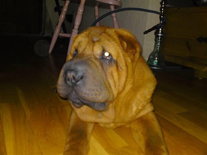 Shar pei MultiCH China Dream Bailey billede 16