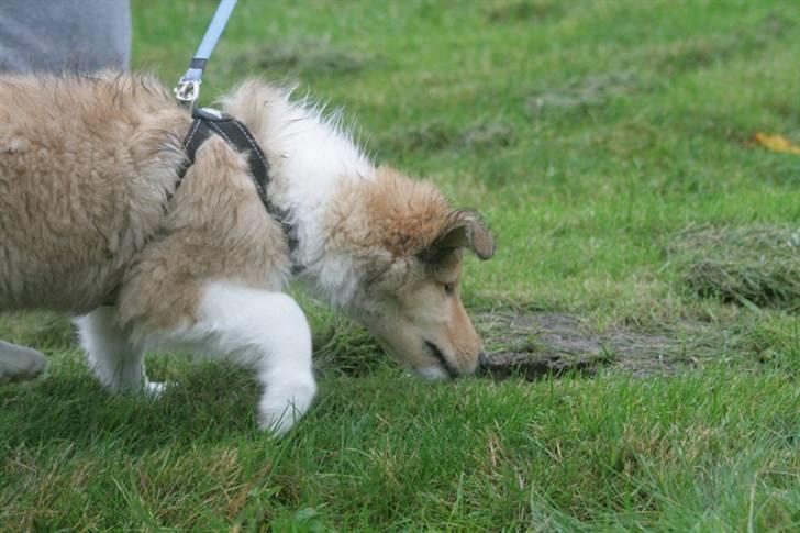 Collie langhåret Lassies American Fellow (Himmelhund) - 9 uger og går sit første spor :) billede 7