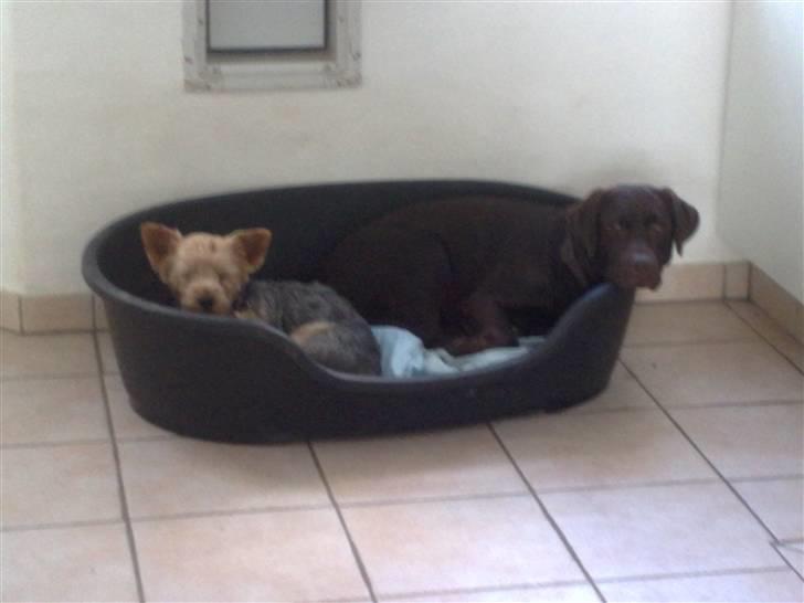 Yorkshire terrier Kurt - Den allerbedste seng, med den allerbedste ven... billede 15