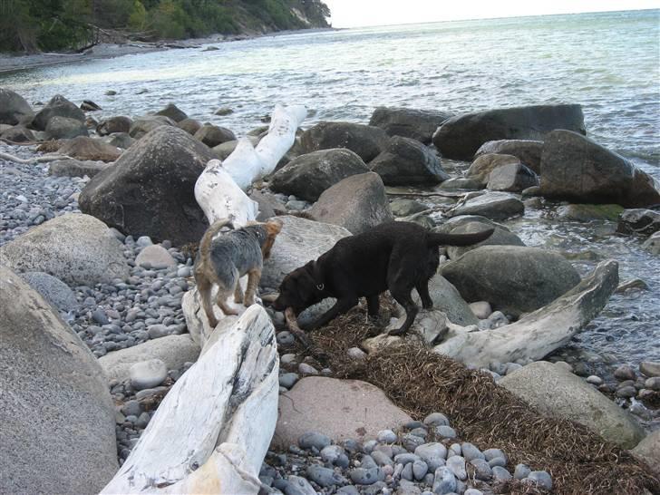 Yorkshire terrier Kurt - Hey Pumba, hvad har du fundet?! billede 16