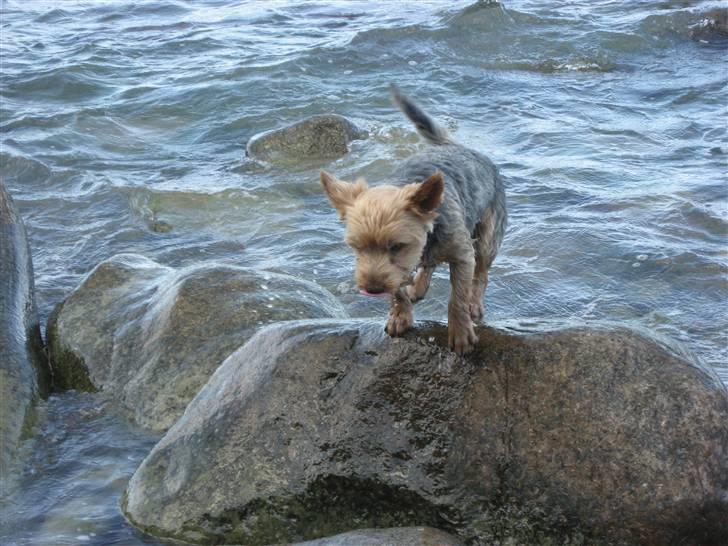 Yorkshire terrier Kurt - Uha, det er lige vildt nok det her... billede 17