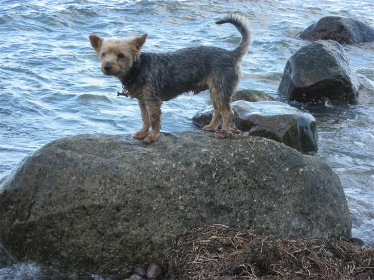 Yorkshire terrier Kurt - Det var meget bedre... billede 18