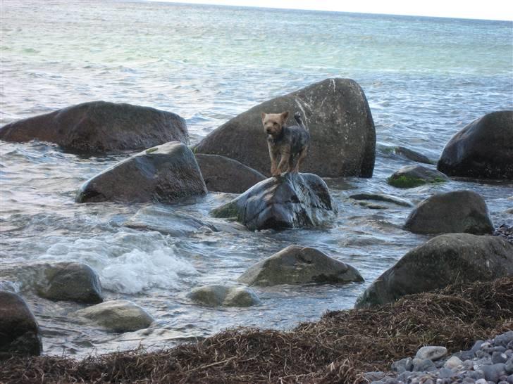 Yorkshire terrier Kurt - Jubiiii, se hvor langt ud i vandet man kan komme, næsten uden at røre ved vandet ;) billede 19