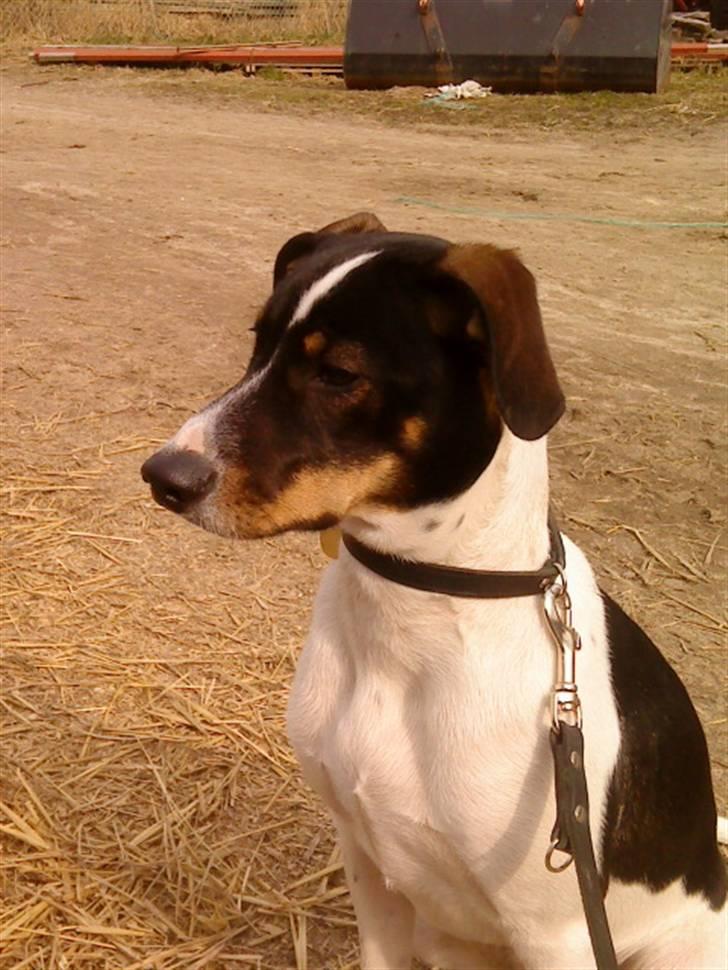 Dansk svensk gaardhund Bailey *SOLGT* - Velkommen til Bailey s profil :D Sådan ser hun ud nu som 6 måneders (: billede 1