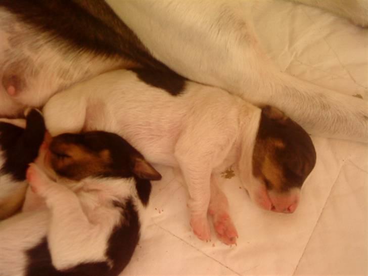 Dansk svensk gaardhund Bailey *SOLGT* billede 2