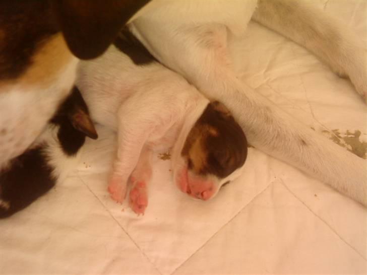 Dansk svensk gaardhund Bailey *SOLGT* billede 3