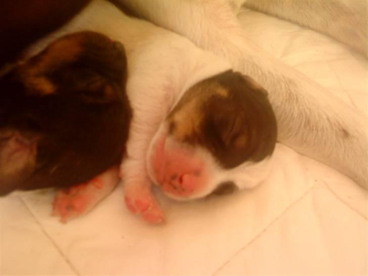 Dansk svensk gaardhund Bailey *SOLGT* billede 4