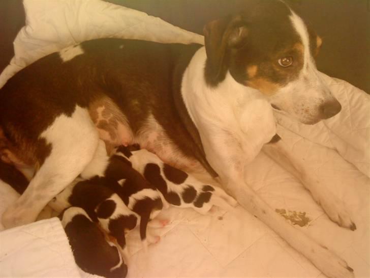 Dansk svensk gaardhund Bailey *SOLGT* billede 5