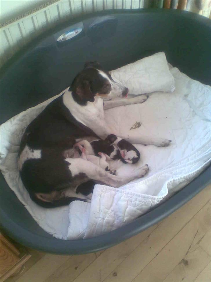 Dansk svensk gaardhund Bailey *SOLGT* billede 6