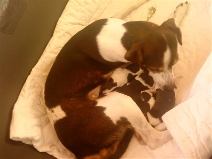 Dansk svensk gaardhund Bailey *SOLGT* billede 7