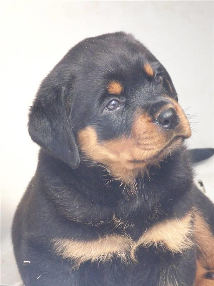Rottweiler Von hause Nomis Inez - jeg ser engleblid og artig ud.. he he noooot :o) billede 1