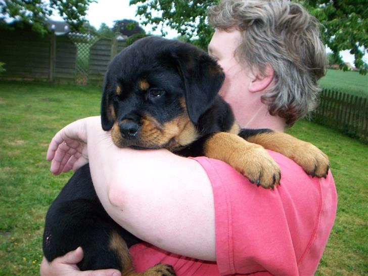 Rottweiler Von hause Nomis Inez - dejligt at sidde på arm hos min gode veninde birgit.. billede 2