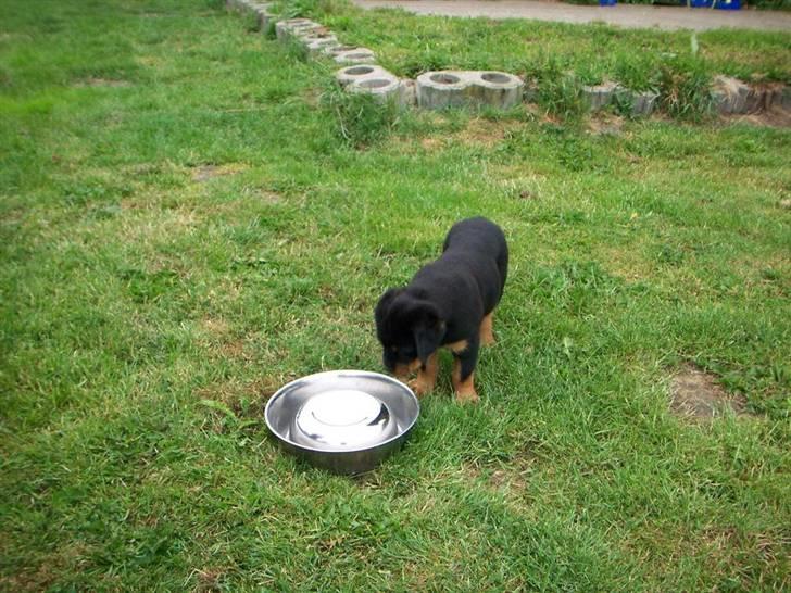 Rottweiler Von hause Nomis Inez - ok der er sikkert noget mad i denne skål, men hvorfor vender den på hovedet !!! billede 3