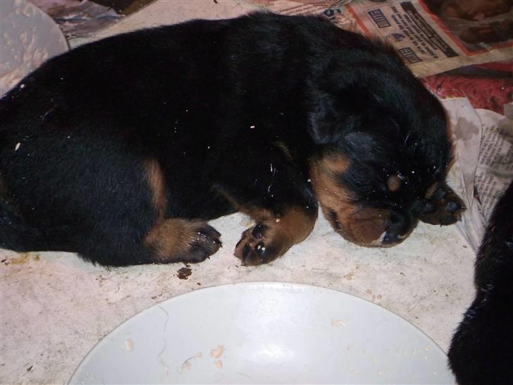 Rottweiler Von hause Nomis Inez - lille bøf, der lige har spist, alder ca 3,5 uge :o) billede 4