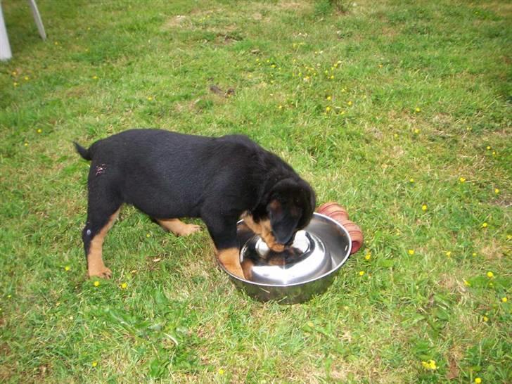 Rottweiler Von hause Nomis Inez - hmmm hvordan får man mon denne skål vendt rigtigt ?? billede 5