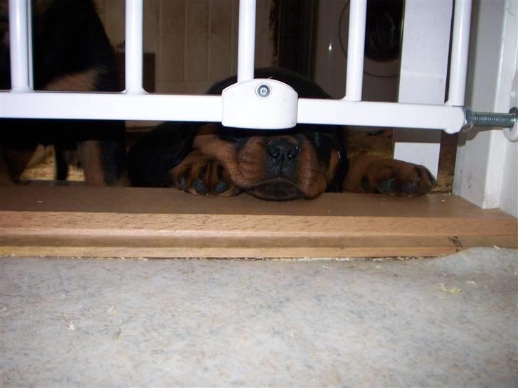Rottweiler Von hause Nomis Inez - Aiii det var bisset.. at lukke lågen så vi ikke kan komme ind til den deeejlige mad i køkkenet.. billede 6