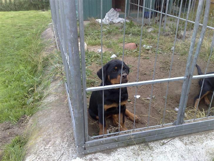 Rottweiler Von hause Nomis Inez - hmm hvor længe har du tænkt dig jeg skal være her ?? billede 7