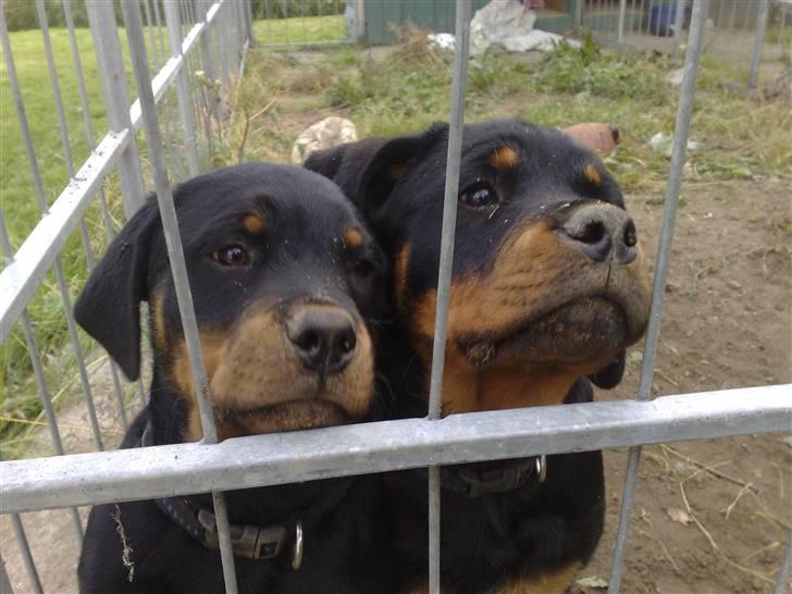 Rottweiler Von hause Nomis Inez - hvis vi ser artige ud kommer vi så ud ?? "Betteskid" og "fede" Aka Fy og Bi i I kuldet :o) billede 8