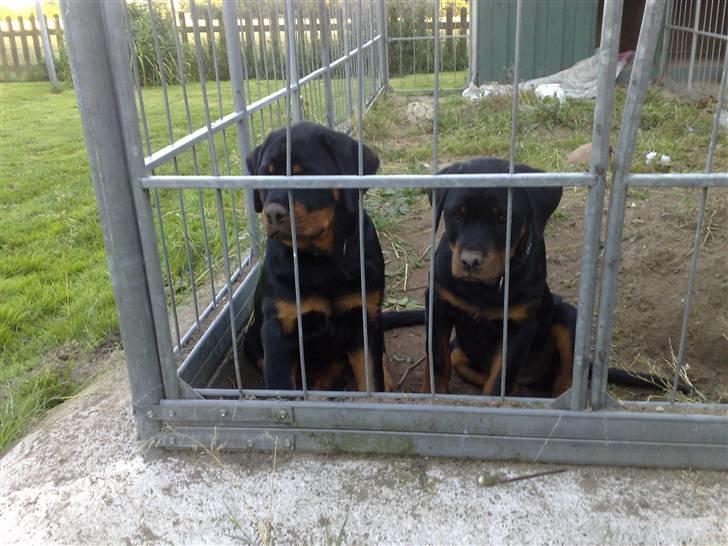 Rottweiler Von hause Nomis Inez - vi ve uuuuuuuuuudddd billede 9