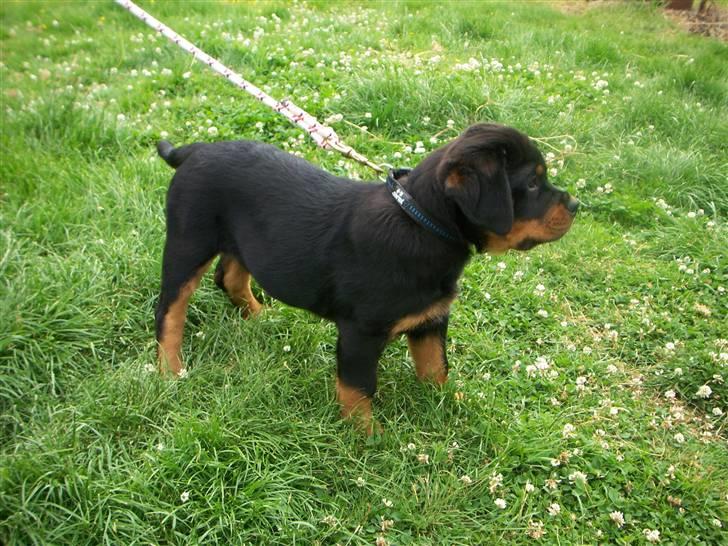 Rottweiler Von hause Nomis Inez - stååååeee billede 10